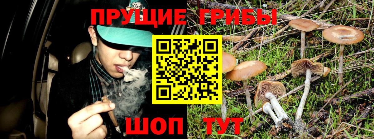 Псилоцибиновые грибы GOLDEN TEACHER  закладки  Красногорск  Галлюциногенные грибы Magic Shrooms  Вход с VPN 