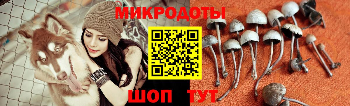 Псилоцибиновые грибы Psilocybine cubensis Красногорск